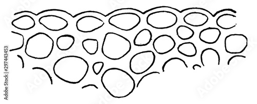 N. Odorata Epidermis vintage illustration.