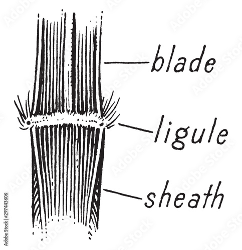 Graminae vintage illustration.