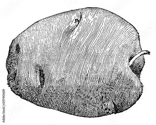 Solanum Tuberosum vintage illustration.