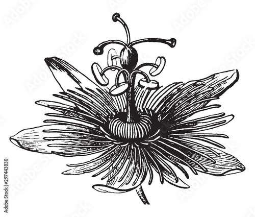 Flower, Passion, Passiflora, Passifloraceae, unique, floral, structures vintage illustration.