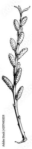 Fotografia, Obraz Flowering Branch of Myrica Gale vintage illustration.