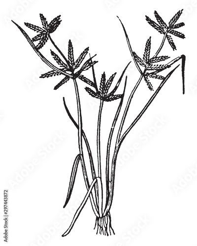 Cyperus vintage illustration.