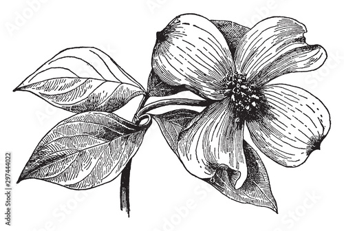 Cornus Florida vintage illustration.