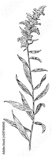 Sweet Golden-Rod vintage illustration.