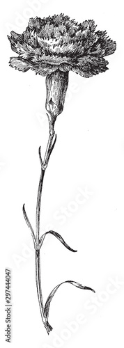 Forcing Carnation vintage illustration.