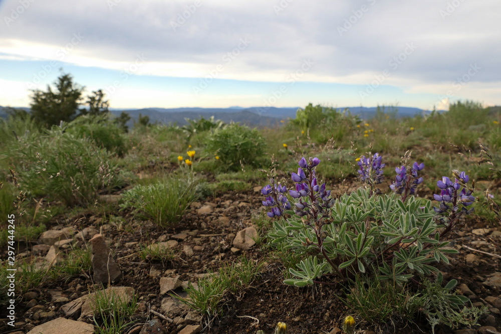 Obraz premium purple wildflowers on a mountain top