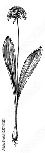 Allium Tricoccum vintage illustration.