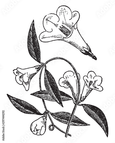 Gelsemium vintage illustration.