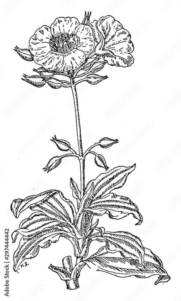 Αυτοκόλλητο Cistus Laurifolius vintage illustration.