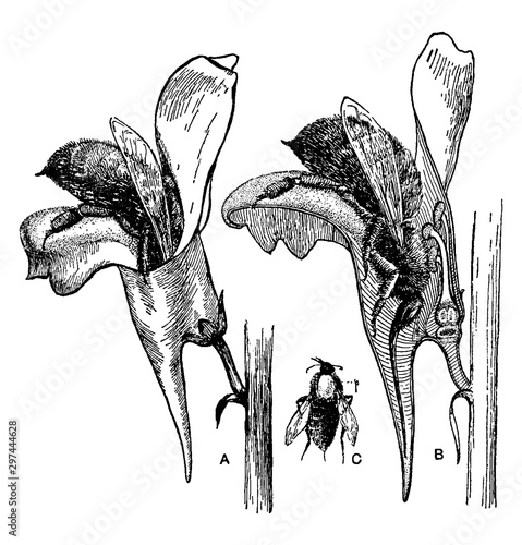 Picture, represent, Toad, Flax, flower, bee, flower, nectar vintage illustration.