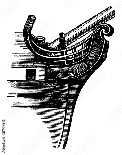 Fiddle Head, vintage illustration.