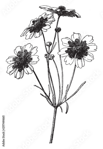 branch, flower, Coreopsis, Tinctoria, Tickseed, grows, one, three, feet, tall vintage illustration. photo