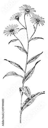 Rough-Leaved Aster vintage illustration.