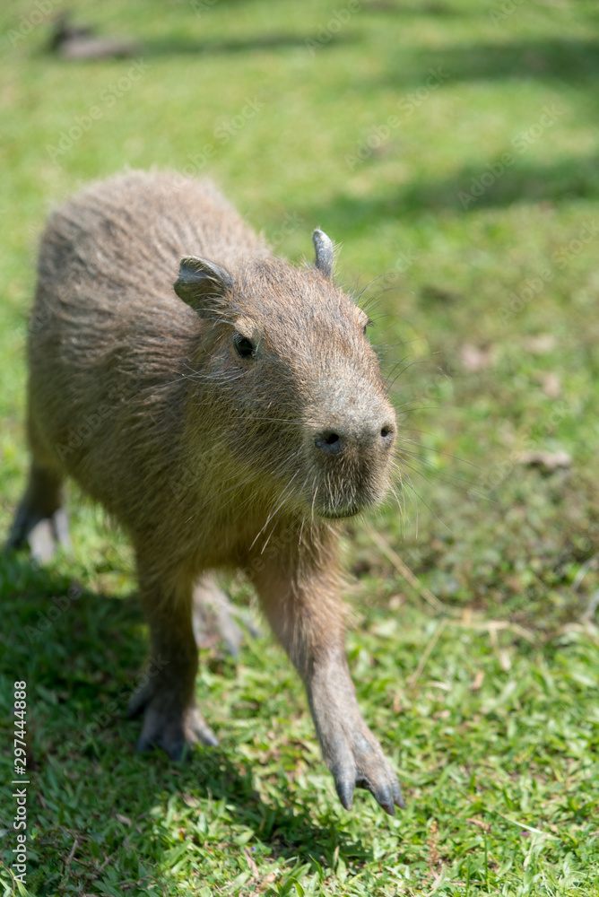 Little chigüiro walking in free space of a park Colombia. Little chigüiro walking in free space of a park Colombia.