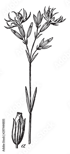 Cuckoo, Flower, Cardamine, Pratensis, Brassicaceae, lady, smock, clusters, petal, pale, lilac vintage illustration.
