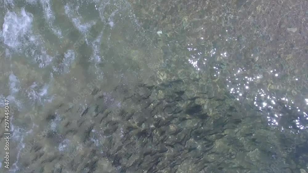 Atlantic Ocean full of Capelin Fishes in Anticosti Island, Quebec, Canada Atlantic Ocean full of Capelin Fishes in Anticosti Island, Quebec, Canada