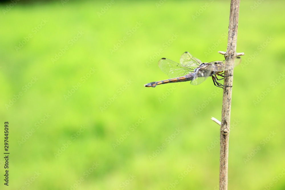 Transparent winged dragonfly is perched on a branch in the open. Transparent winged dragonfly is perched on a branch in the open.