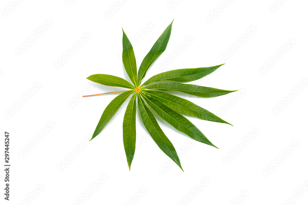 Manihot esculenta, Cassava Root, Tapioca leaf isolated on white.