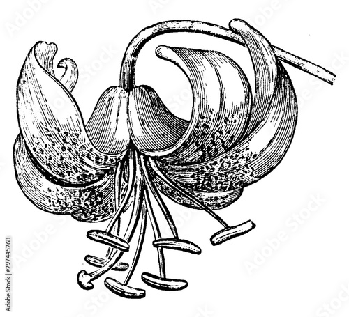 Turk's Cap Lily vintage illustration.