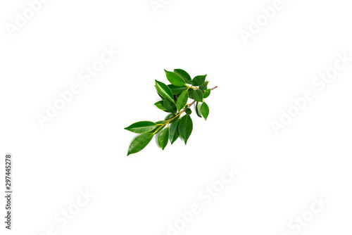 Green shrub of Banyan tree or Ficus annulata Leaf isolated on white background.