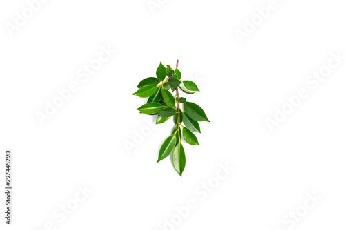 Green shrub of Banyan tree or Ficus annulata Leaf isolated on white background.