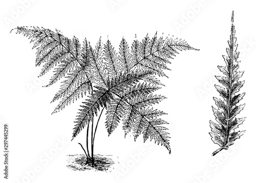 Habit and Detached Pinnule of Nephrodium Leuzeanum vintage illustration.