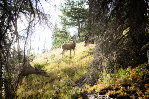 thoughtful deer