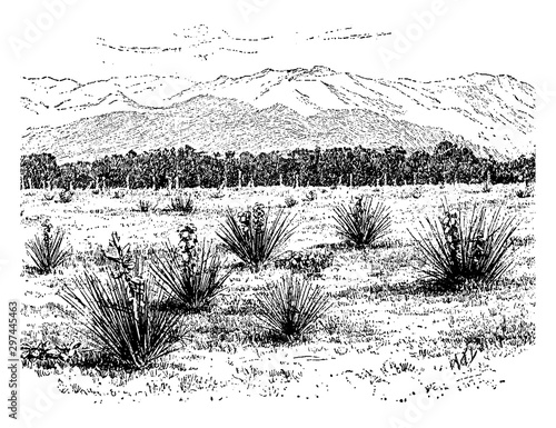 Yucca Glauca vintage illustration.