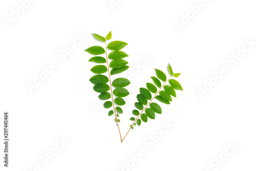 Gooseberry leaves on white background.green leaves phyllanthus acidus.