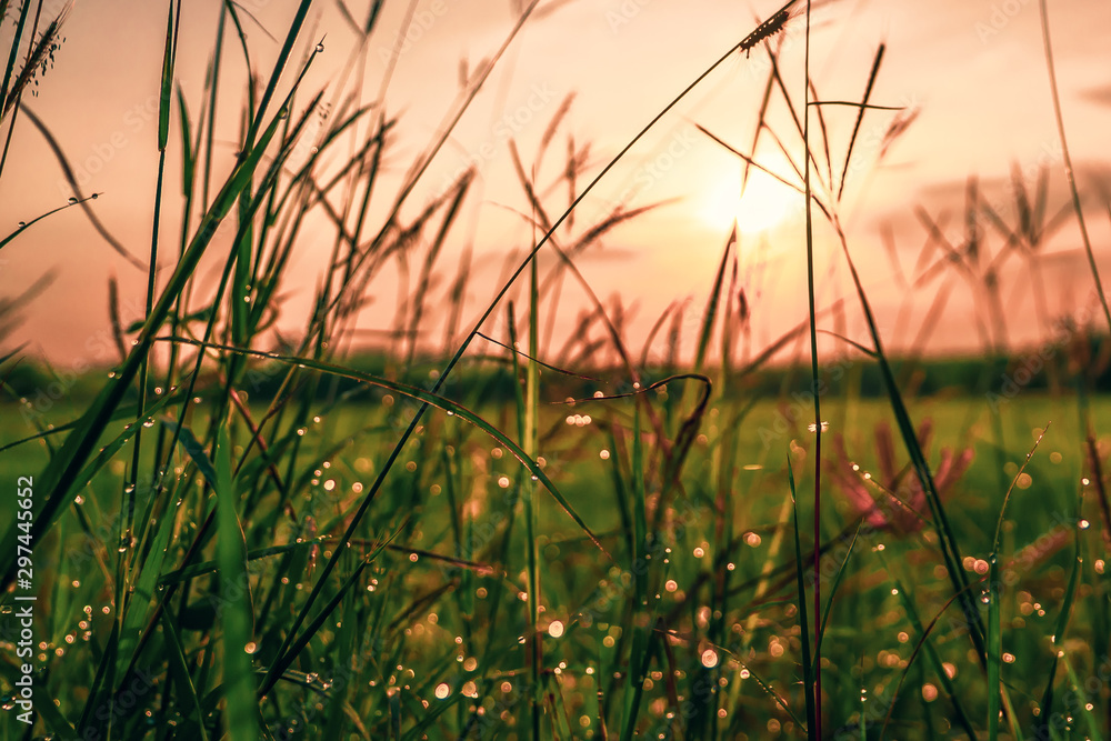 Bokeh drops of dew on the top of the grass against the morning sun With a rice field as a backdrop.soft focus. Bokeh drops of dew on the top of the grass against the morning sun With a rice field as a backdrop.soft focus.