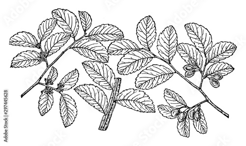 Branch of Texas Cedar Elm vintage illustration.
