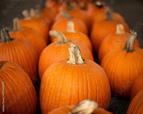 Rows of Fall Pumpkins
