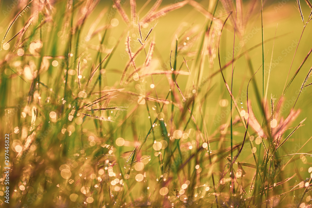 Bokeh drops of dew on the top of the grass against the morning sun With a rice field as a backdrop