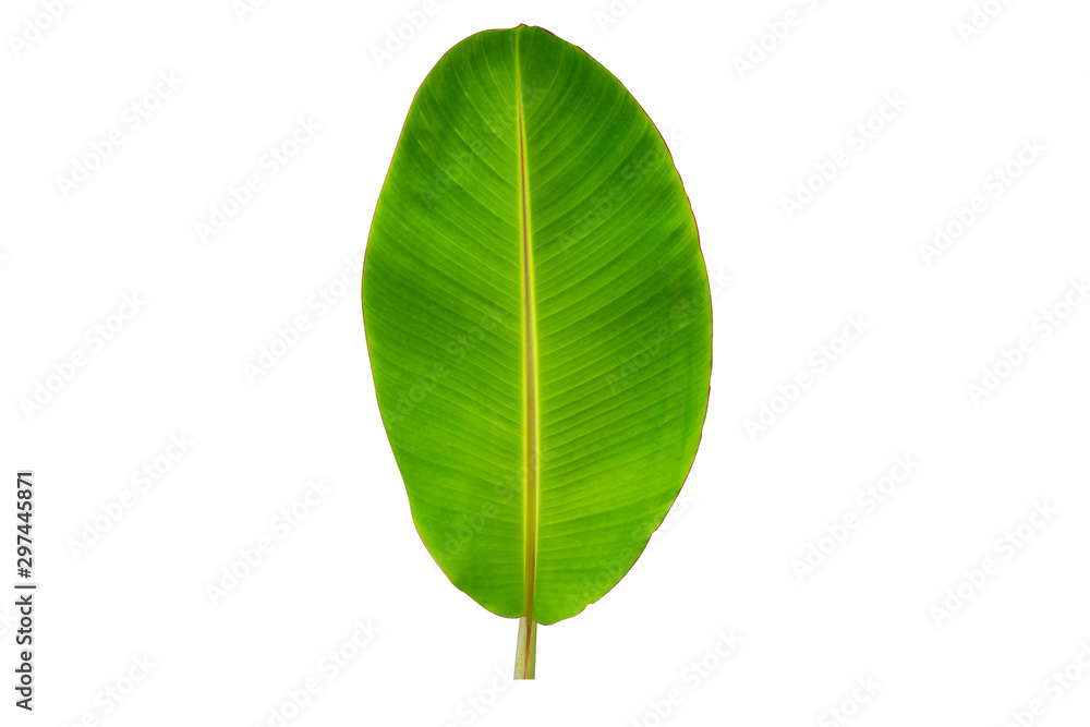 Green Banana leaves isolated on white background Green Banana leaves isolated on white background