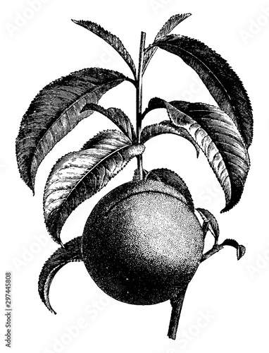 Fruiting Branch of Nectarine vintage illustration.