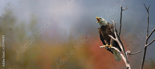 bald eagle in nature during fall