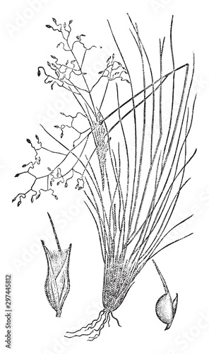 Indian Millet vintage illustration.