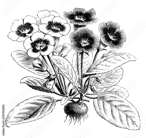 Gloxinia Diversiflora vintage illustration.