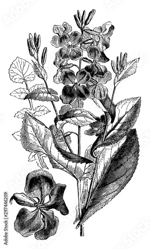 Moricandia Sonchifolia vintage illustration.