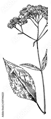 Joe-Pye-Weed vintage illustration.