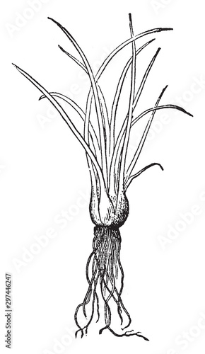 Isoetes vintage illustration.