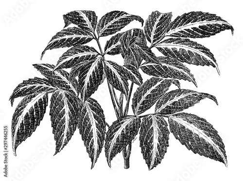 leaves, Leea, Amabilis, shrub, surface vintage illustration. photo