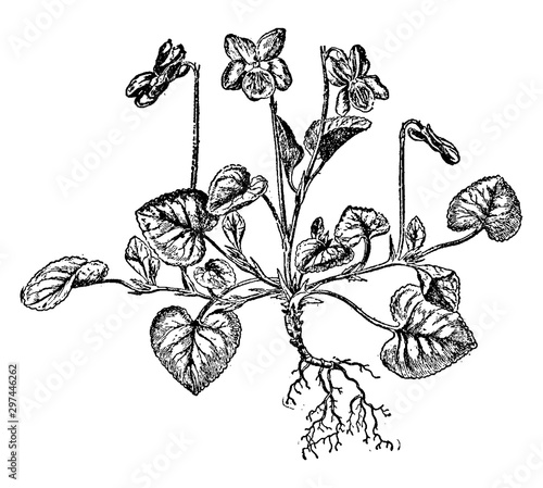 Dog Violet vintage illustration.