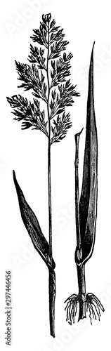 Reed Canary Grass vintage illustration.