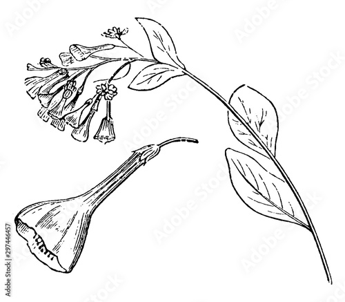 Inflorescence and Detached Flower of Mertensia Virginica vintage illustration.