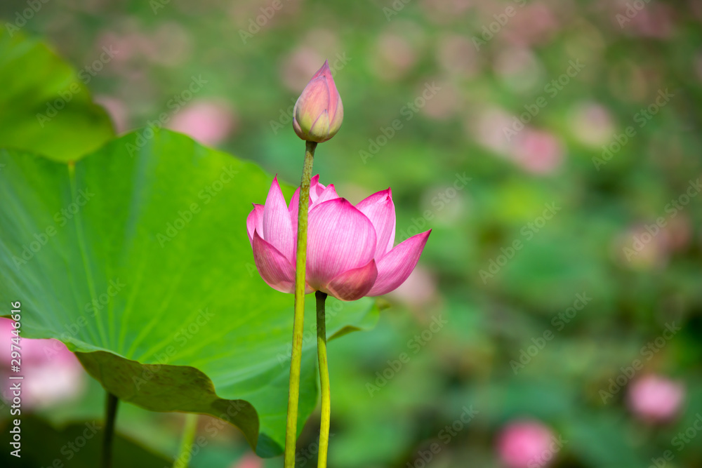 Beautiful Purple lotus flower or water lily. The background is lotus leaf and lotus bud in a pond. Beautiful sunlight and sunshine in the morning.