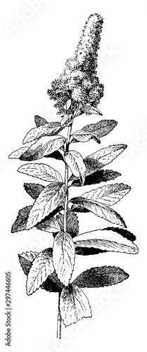 Spiraea Douglasii vintage illustration.