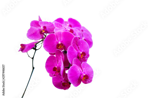 beautiful purple Phalaenopsis orchid flowers  isolated on white background.Selective focus.agriculture idea concept design with copy space add text.