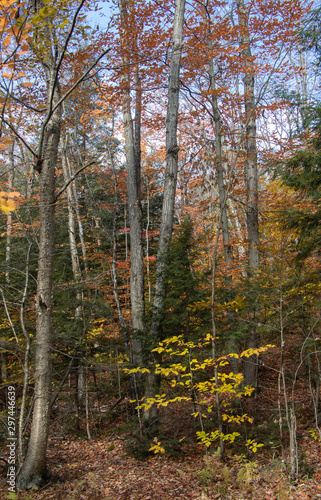 forest in late autumn