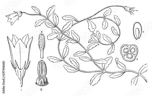 Bellflower vintage illustration.